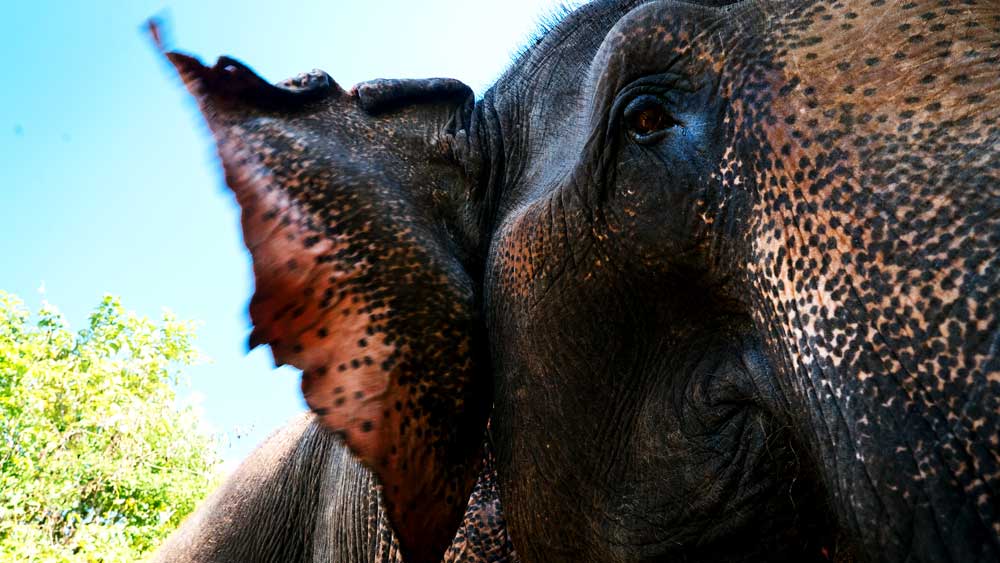 Close up of the head of an elephant.